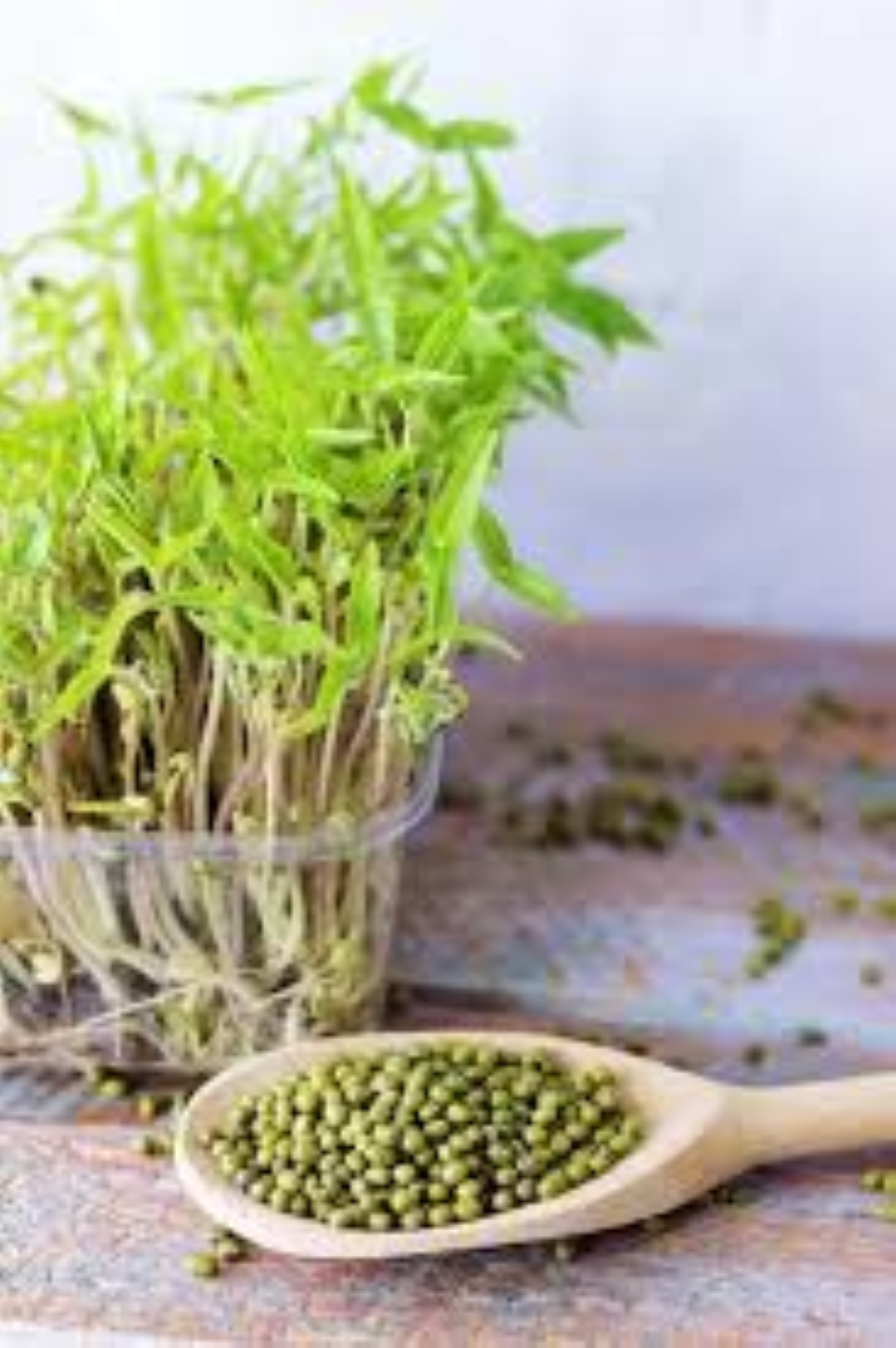 GARNISH GARDEN MICROGREENS MUNG BEAN SPROUTS 30G	